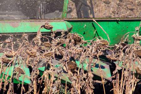 Crop in the Large field of dry sunflower on a sunny day. Autumn harvest., in the background big harvester mowing ripe,の写真素材