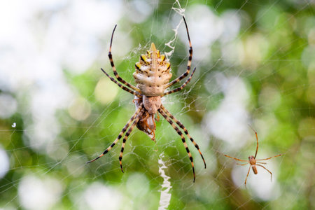 agriopa is a lobulated poisonous wasp spider of a terrible species painted in a black and yellow stripe. Dangerous garden spiders. Argiope lobataの写真素材