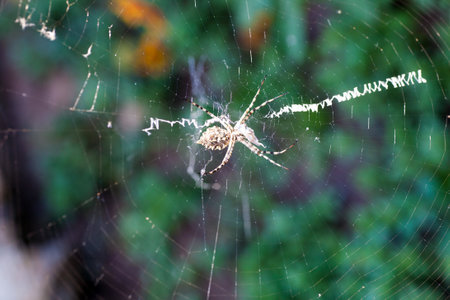 agriopa is a lobulated poisonous wasp spider of a terrible species painted in a black and yellow stripe. Dangerous garden spiders. Argiope lobataの素材 [FY310167077972]