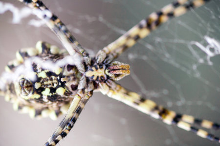 agriopa is a lobulated poisonous wasp spider of a terrible species painted in a black and yellow stripe. Dangerous garden spiders. Argiope lobataの写真素材