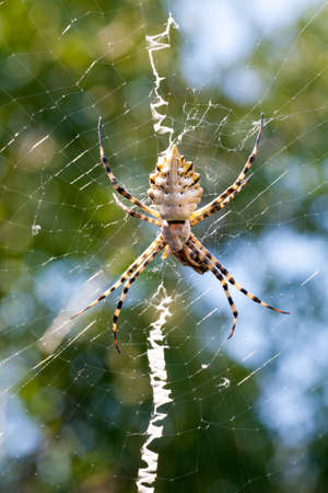 agriopa is a lobulated poisonous wasp spider of a terrible species painted in a black and yellow stripe. Dangerous garden spiders. Argiope lobataの写真素材