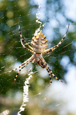 agriopa is a lobulated poisonous wasp spider of a terrible species painted in a black and yellow stripe. Dangerous garden spiders. Argiope lobataの写真素材