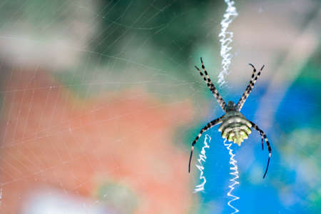 agriopa is a lobulated poisonous wasp spider of a terrible species painted in a black and yellow stripe. Dangerous garden spiders. Argiope lobataの写真素材