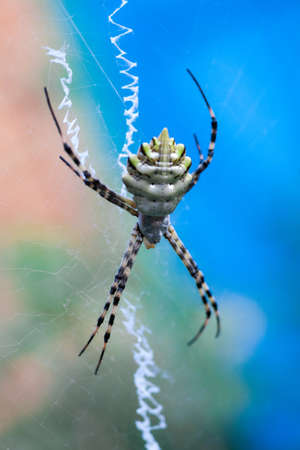 agriopa is a lobulated poisonous wasp spider of a terrible species painted in a black and yellow stripe. Dangerous garden spiders. Argiope lobataの写真素材