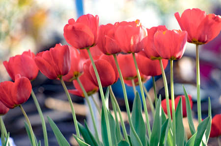 Group of colorful tulip. Real live red tulips blooming in early spring in the garden. lit by sunlight. Soft selective focus, tulip close up, toning. Bright colorful tulip photo backgroundの写真素材