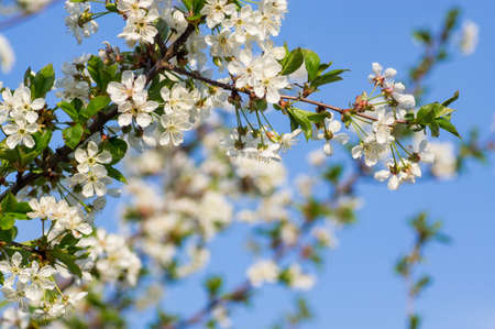Branches of blossoming apricot macro with soft focus on gentle light blue sky background. For easter and spring greeting cards with beautiful floral spring abstract background of natureの写真素材