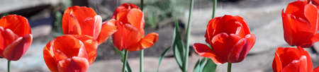 Group of colorful tulip. Real live red tulips blooming in early spring in the garden. lit by sunlight. Soft selective focus, tulip close up, toning. Bright colorful tulip photo backgroundの写真素材