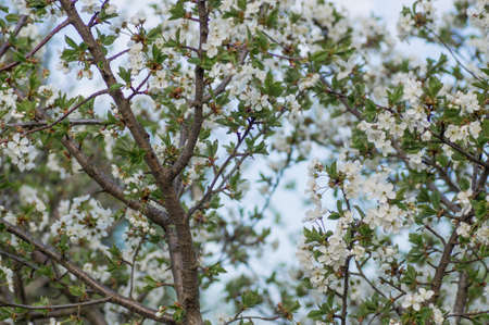 Branches of blossoming apricot macro with soft focus on gentle light blue sky background. For easter and spring greeting cards with beautiful floral spring abstract background of natureの写真素材