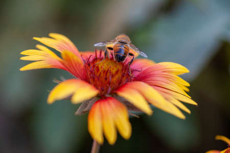 Hoverfly on yellow Senotainia tricuspis dandelion flower Syrphidaeの写真素材