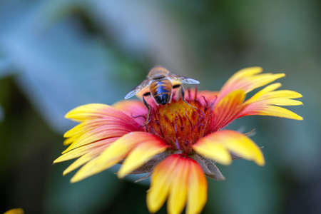 Hoverfly on yellow Senotainia tricuspis dandelion flower Syrphidaeの写真素材