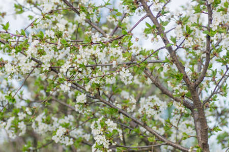 Branches of blossoming apricot macro with soft focus on gentle light blue sky background. For easter and spring greeting cards with beautiful floral spring abstract background of natureの写真素材