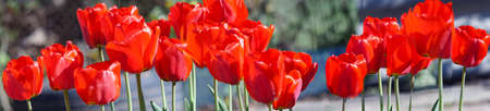 Group of colorful tulip. Real live red tulips blooming in early spring in the garden. lit by sunlight. Soft selective focus, tulip close up, toning. Bright colorful tulip photo backgroundの写真素材