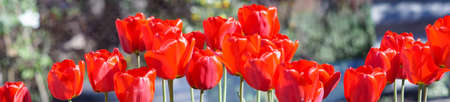 Group of colorful tulip. Real live red tulips blooming in early spring in the garden. lit by sunlight. Soft selective focus, tulip close up, toning. Bright colorful tulip photo backgroundの写真素材