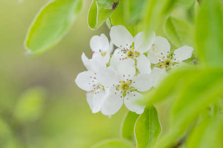 Branches of blossoming apricot macro with soft focus on gentle light blue sky background. For easter and spring greeting cards with beautiful floral spring abstract background of natureの写真素材