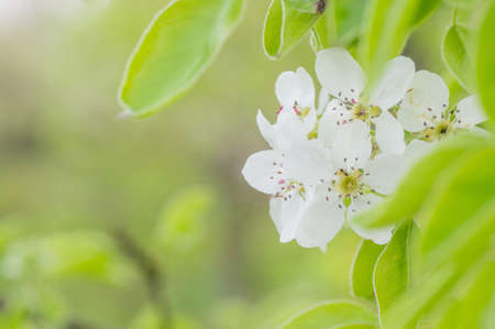 Branches of blossoming apricot macro with soft focus on gentle light blue sky background. For easter and spring greeting cards with beautiful floral spring abstract background of natureの写真素材