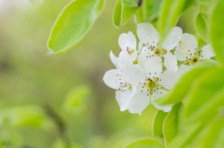 Branches of blossoming apricot macro with soft focus on gentle light blue sky background. For easter and spring greeting cards with beautiful floral spring abstract background of natureの写真素材