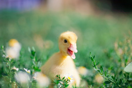 little yellow duckling in green grass exploring territory lost momの写真素材