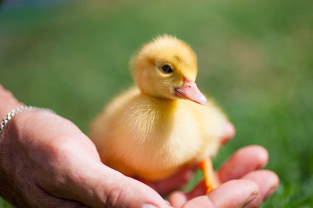 A little duckling sits in the palm of a man. A livestock breeder at the farm holds a yellow duckling in his hand. Handmade domestic ducklingの写真素材
