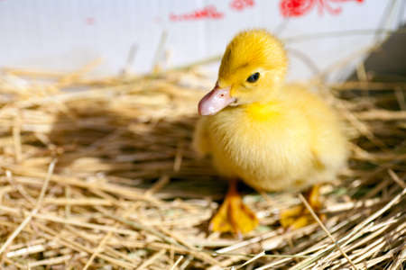 little yellow duckling in green grass exploring territory lost momの写真素材