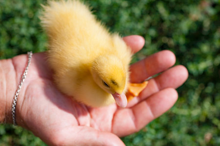 A little duckling sits in the palm of a man. A livestock breeder at the farm holds a yellow duckling in his hand. Handmade domestic ducklingの写真素材