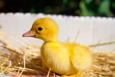 little yellow duckling in green grass exploring territory lost momの写真素材