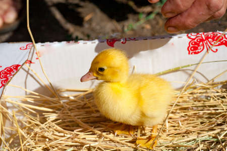 little yellow duckling in green grass exploring territory lost momの写真素材