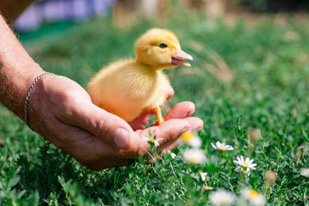 A little duckling sits in the palm of a man. A livestock breeder at the farm holds a yellow duckling in his hand. Handmade domestic ducklingの写真素材