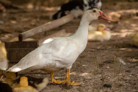 Domestic duck Duck on green grass In the household of a villagerの写真素材