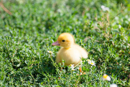 little yellow duckling in green grass exploring territory lost momの写真素材