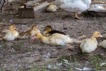 Domestic duck Duck on green grass In the household of a villagerの写真素材