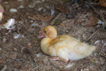 Domestic duck Duck on green grass In the household of a villagerの写真素材