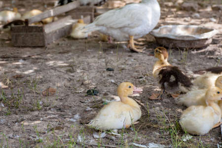 Domestic duck Duck on green grass In the household of a villagerの写真素材