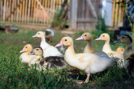 little yellow duckling in green grass exploring territory lost mom Cute little newborn duckling standing on wood. Newly hatched duckling on a chicken farm.の写真素材