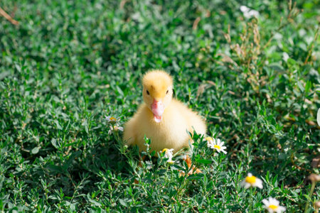 little yellow duckling in green grass exploring territory lost momの写真素材