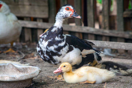 Peking duck with little ducklings.の写真素材