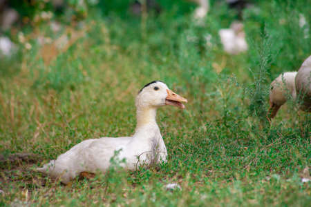 Domestic duck Duck on green grass In the household of a villagerの写真素材