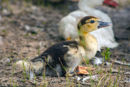 Domestic duck Duck on green grass In the household of a villagerの写真素材