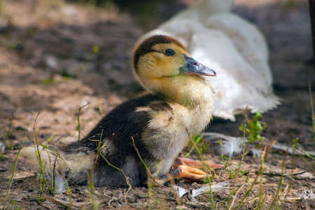 Domestic duck Duck on green grass In the household of a villagerの写真素材