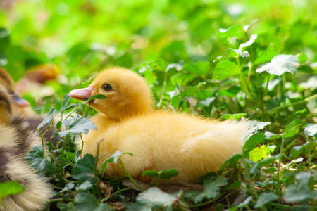 little yellow duckling in green grass exploring territory lost mom Cute little newborn duckling standing on wood. Newly hatched duckling on a chicken farm.の写真素材