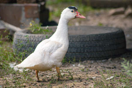 Domestic duck Duck on green grass In the household of a villagerの写真素材