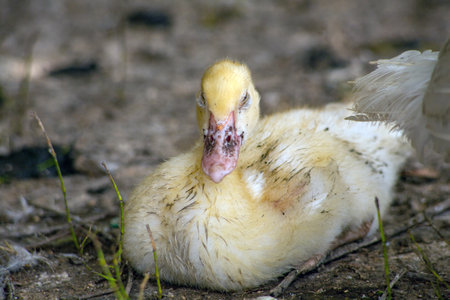 Domestic duck Duck on green grass In the household of a villagerの写真素材
