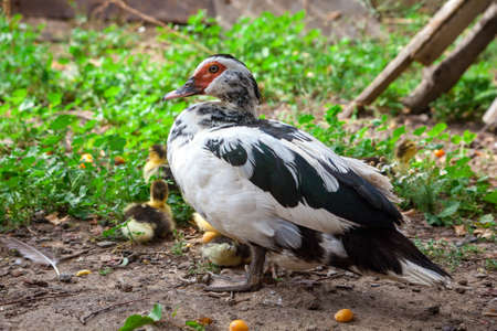 Peking duck with little ducklings.の写真素材