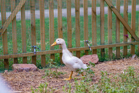 Domestic duck Duck on green grass In the household of a villagerの写真素材