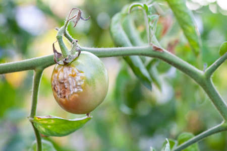 Tomato fruits damaged by bacterial disease. Moisture cracked tomatoes. Tomatoes dried up from pests.の写真素材