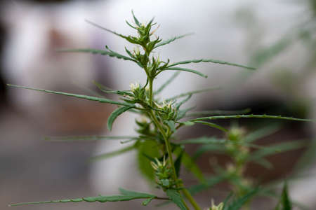 Blooming medical marijuana leaves close up. Juicy mature hemp bots. Grass pistils and stamens for the treatment of multiple sclerosis.の写真素材