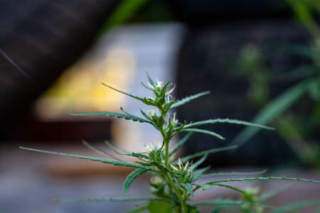 Blooming medical marijuana leaves close up. Juicy mature hemp bots. Grass pistils and stamens for the treatment of multiple sclerosis.の写真素材