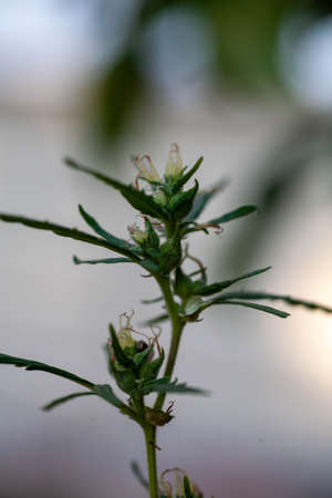 Blooming medical marijuana leaves close up. Juicy mature hemp bots. Grass pistils and stamens for the treatment of multiple sclerosis.の写真素材