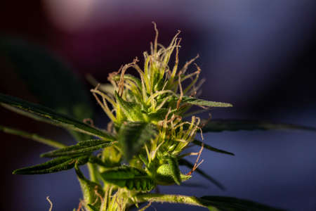 Blooming medical marijuana leaves close up. Juicy mature hemp bots. Grass pistils and stamens for the treatment of multiple sclerosis.の写真素材