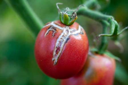 Tomato fruits damaged by bacterial disease. Moisture cracked tomatoes. Tomatoes dried up from pests.の写真素材