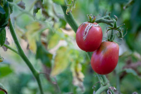 Tomato fruits damaged by bacterial disease. Moisture cracked tomatoes. Tomatoes dried up from pests.の写真素材
